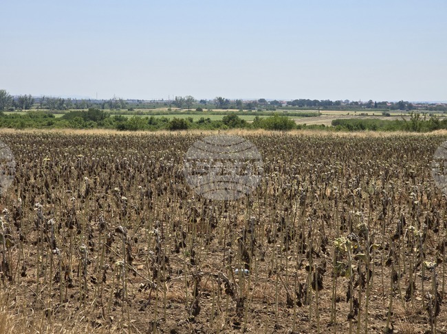 Летните култури в Южна и Източна Европа са силно засегнати от високите температури и сушата, сочат данни на ЕК