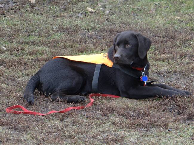 Кучета водачи и асистенти са най-верните помощници на слепи, аутисти, диабетици и хора с двигателни проблеми, каза Албена Алексиева от "Очи на четири лапи"