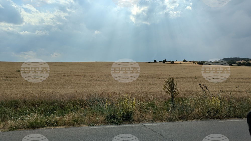 Зърнопроизводители от Пернишко са притеснени от слаба жътвена кампания заради суша и ниски изкупни цени