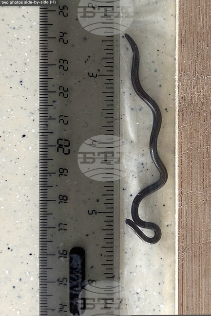 Най-малката змия в света бе преоткрита, след почти две десетилетия без наблюдавани индивиди