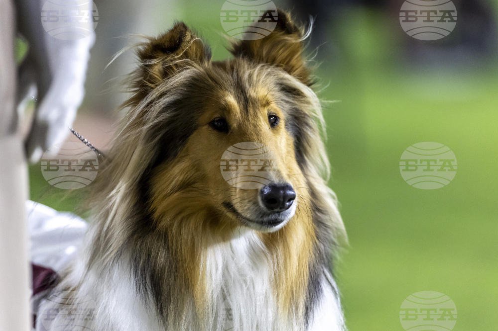 Texas AM University Mascot