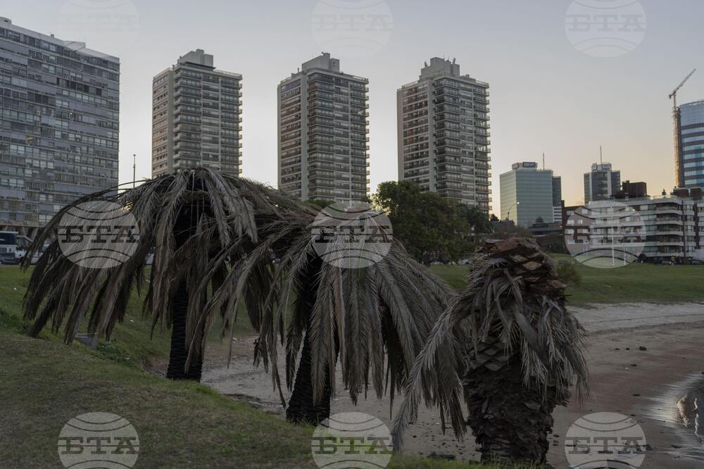 Uruguay Palm Trees Under Threat