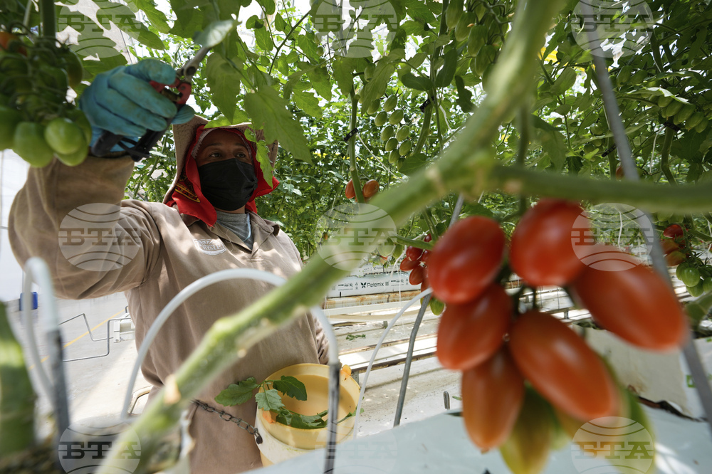 Mexico Tomatoes