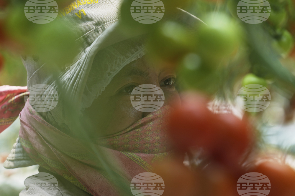 Mexico Tomatoes