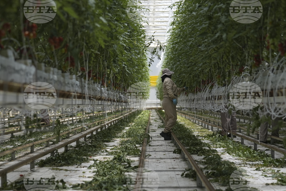 Mexico Tomatoes