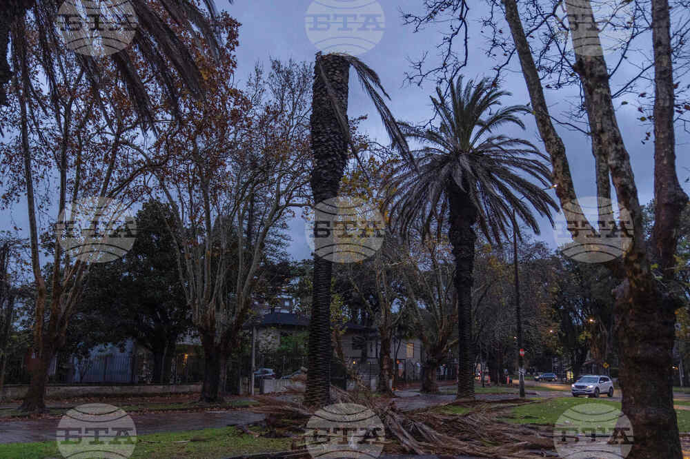 Uruguay Palm Trees Under Threat