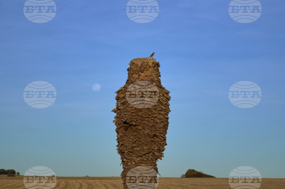 Uruguay Palm Trees Under Threat