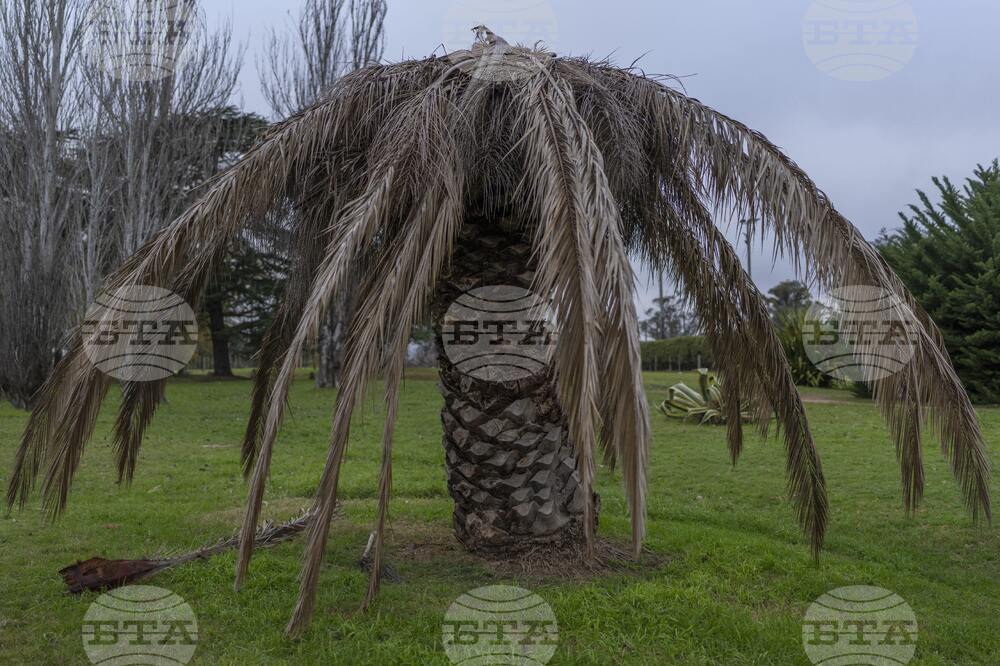 Uruguay Palm Trees Under Threat