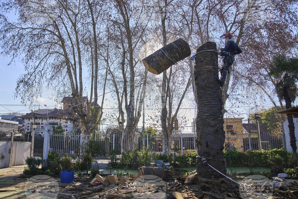 Uruguay Palm Trees Under Threat