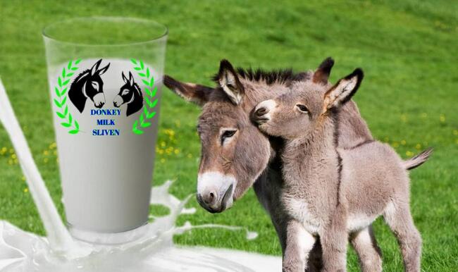 В сливенската многопрофилна болница "Хаджи Димитър" започват клинични изпитвания на магарешкото мляко върху човешкия имунитет