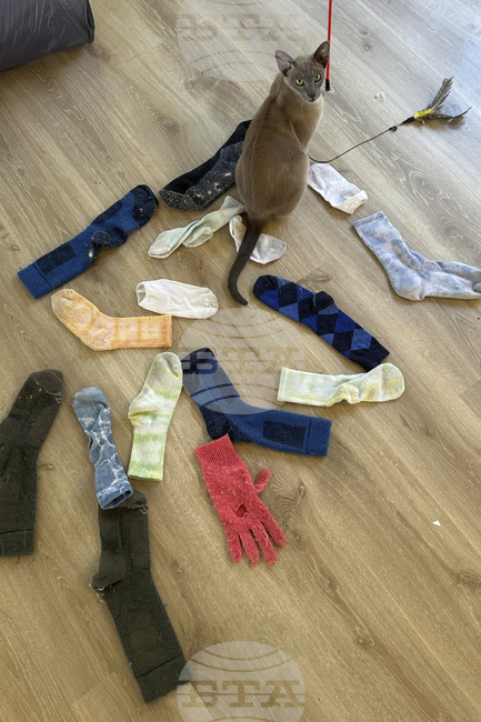 Котарак, "крадец" на бельо и чорапи, бе наречен Леонардо да Пинчи