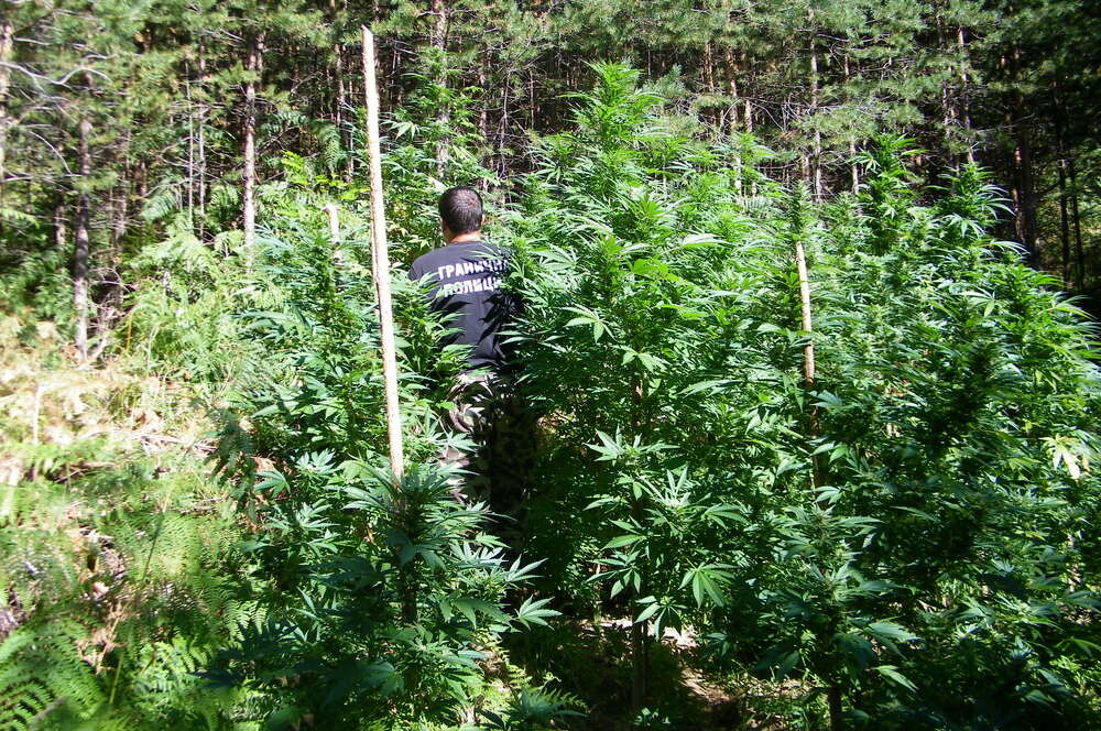 Около 41 канабисови растения с общо тегло около 91 килограма са открити и унищожени от криминалисти при Районно управление - Гоце Делчев