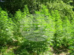 Снимка: ГД „Гранична полиция“