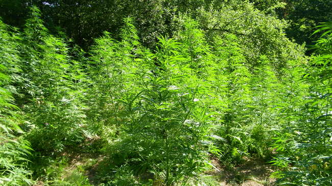 Двама мъже са задържани за отглеждане на канабисови растения в землището на симитлийското село Мечкул