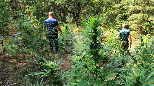 Border Police Discover Six Cannabis Fields in Ograzhden Mountain