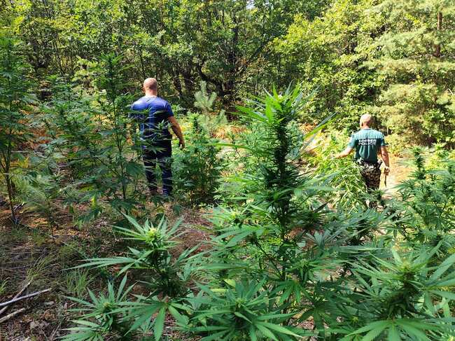 Гранични полицаи от Кюстендил разкриха в планината Огражден шест ниви с 526 канабисови растения