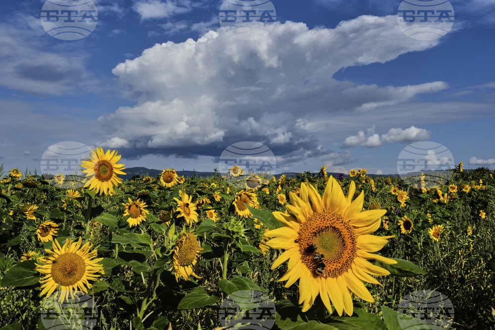Germany Weather
