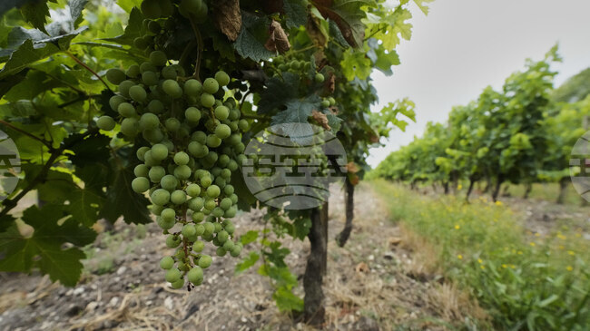 Асоциацията на френските производители на коняк планира да плаща за изкореняване на лозя заради слабото търсене