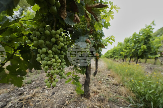 Асоциацията на френските производители на коняк планира да плаща за изкореняване на лозя заради слабото търсене