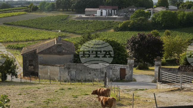 ЕС отпуска 40 милиона евро в подкрепа на френското винопроизводство, заяви еврокомисарят по земеделието