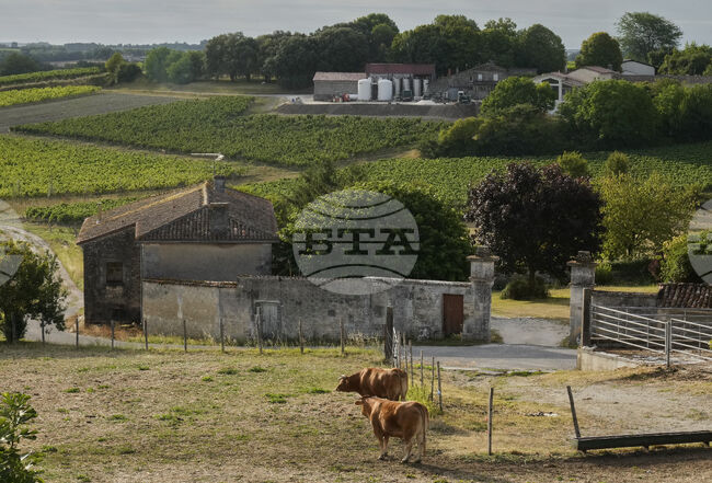 ЕС отпуска 40 милиона евро в подкрепа на френското винопроизводство, заяви еврокомисарят по земеделието