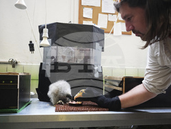 Czech Republic Baby Vulture