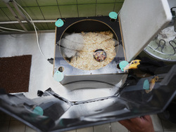 Czech Republic Baby Vulture