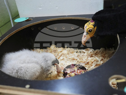 Czech Republic Baby Vulture