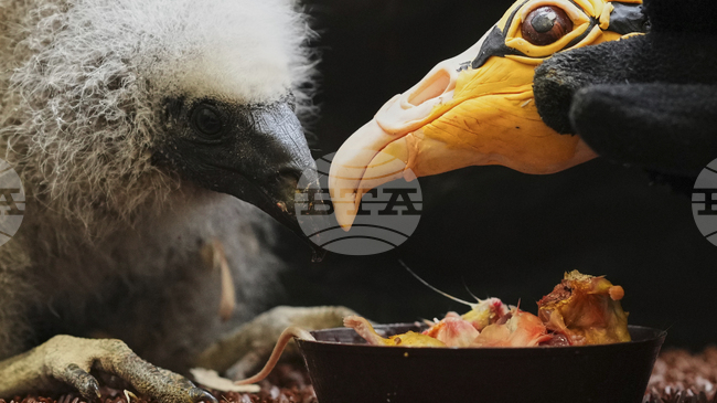 Служители в Пражкия зоопарк използват кукла за отглеждането на бебета лешояди 