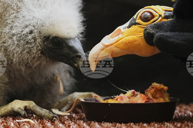 Служители в Пражкия зоопарк използват кукла за отглеждането на бебета лешояди 