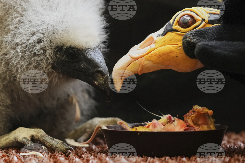 Czech Republic Baby Vulture