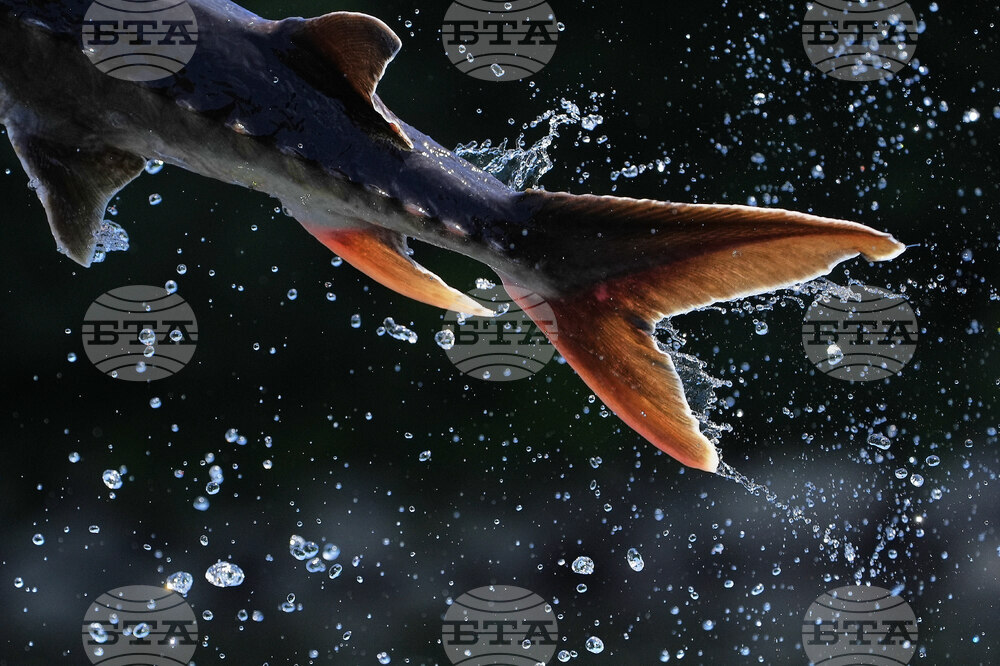 Leaping Sturgeon