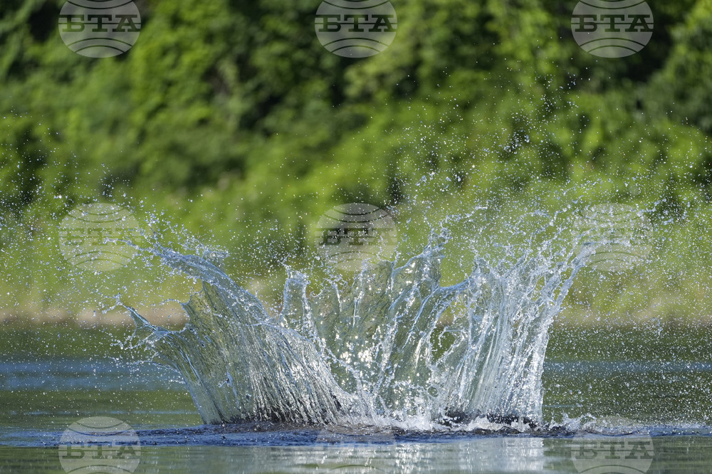 Leaping Sturgeon