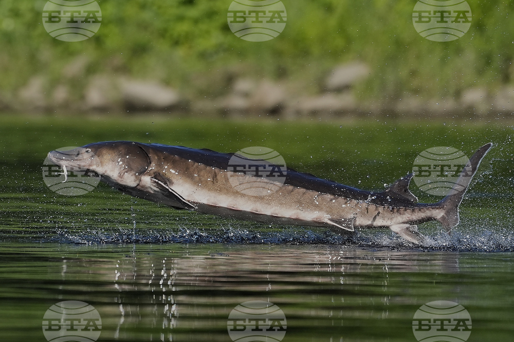 Leaping Sturgeon