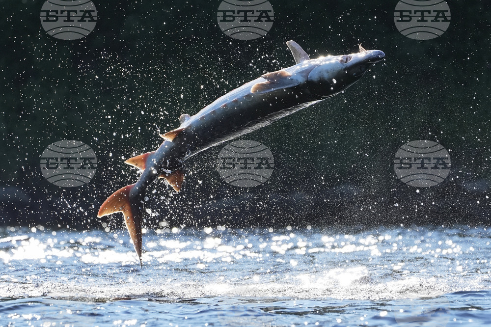 Leaping Sturgeon