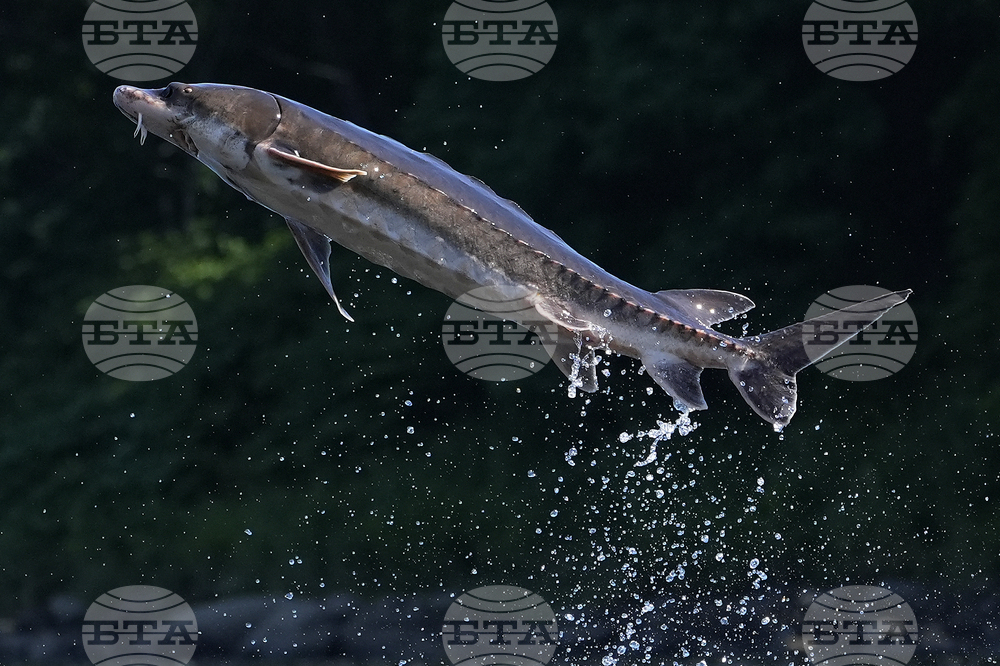 Leaping Sturgeon