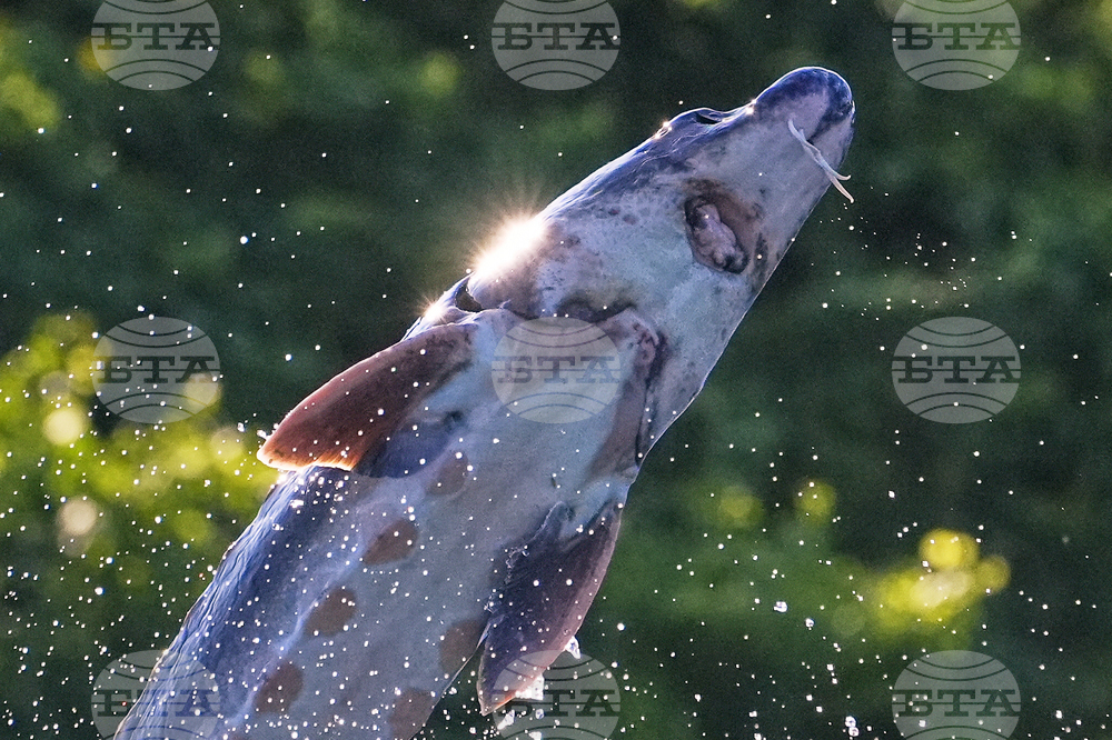 Leaping Sturgeon