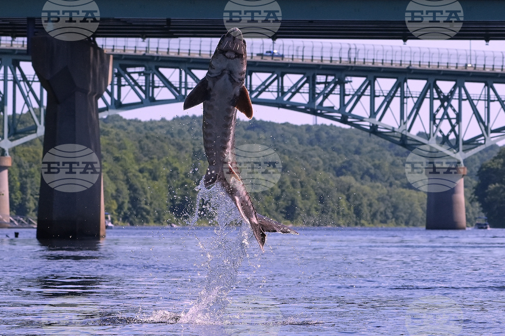 Leaping Sturgeon