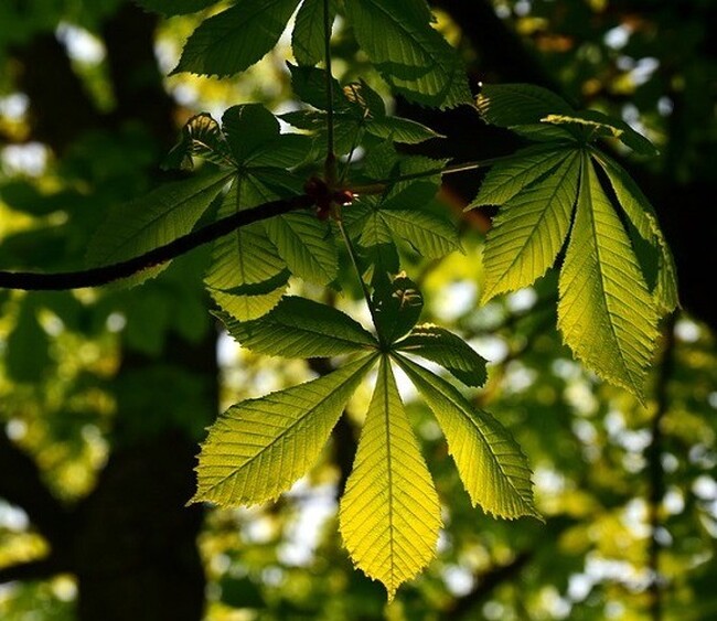 Община Стара Загора: Предстои обработка против стършели в парк „Пети октомври“