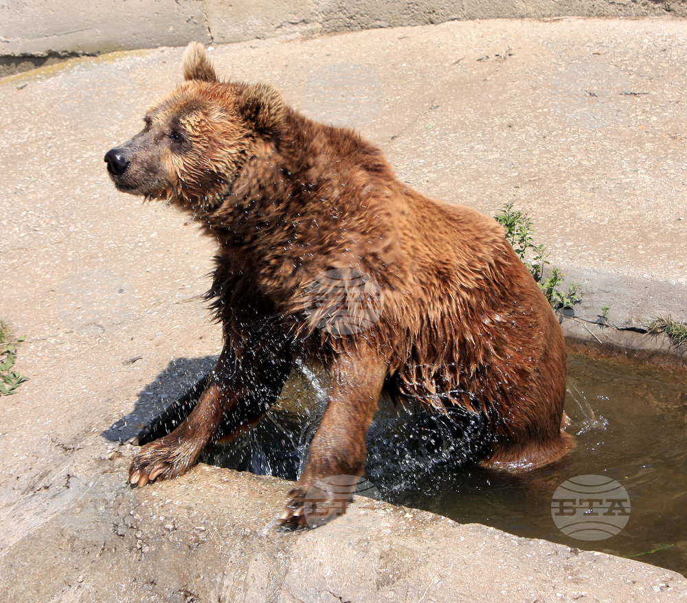 Зоопаркът в Павликени