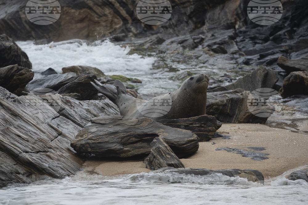 Brazil Elephant Seal