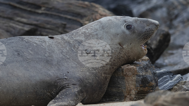 Леопардовите тюлени „пеят“ мелодии, подобни на детски песнички, сочи проучване