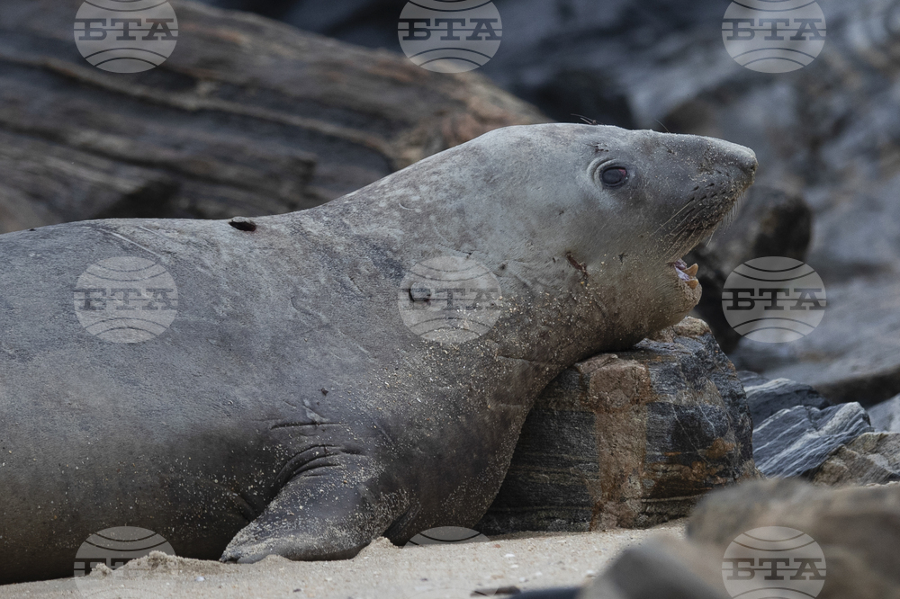 Brazil Elephant Seal