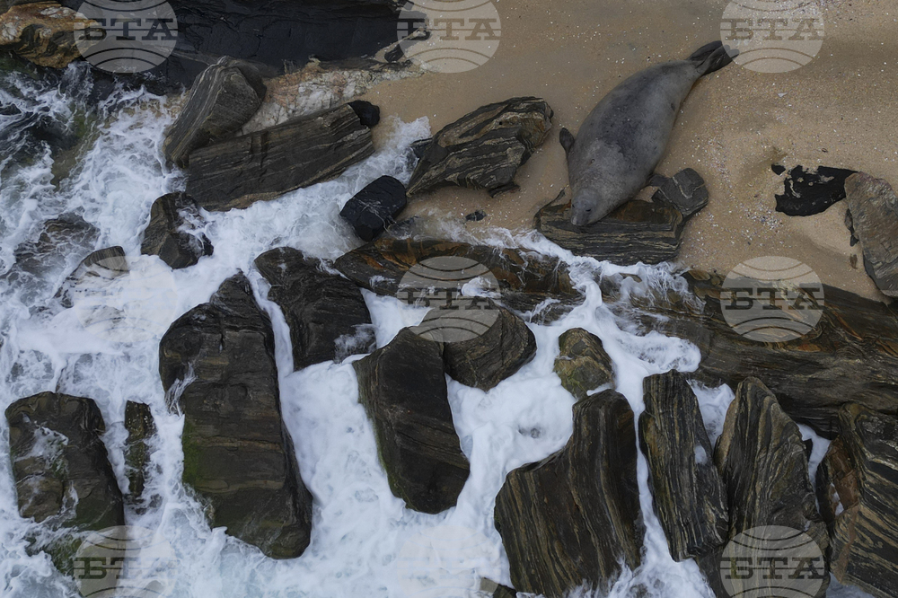 Brazil Elephant Seal
