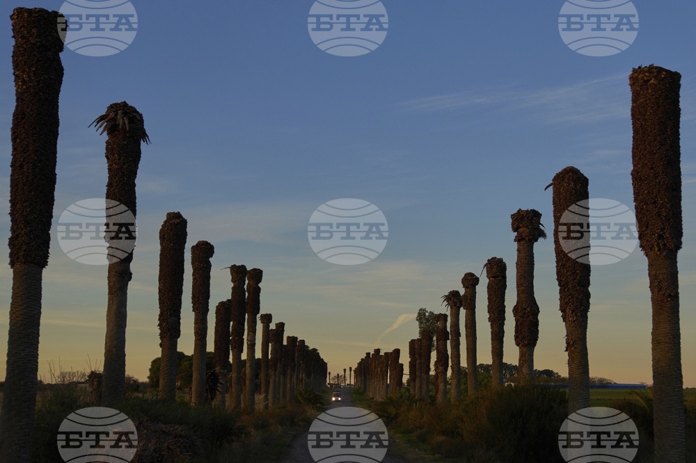 Uruguay Palm Trees Under Threat