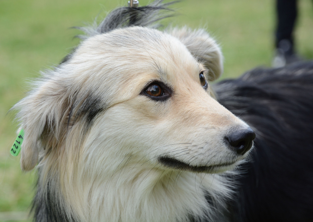 Община Варна: Приютът за безстопанствени кучета се включва с част от своите четириноги обитатели в изложението „Порода любов“