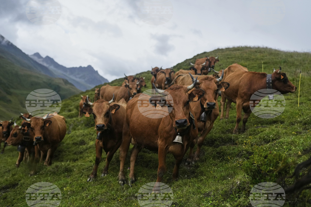 APTOPIX Cycling Tour de France