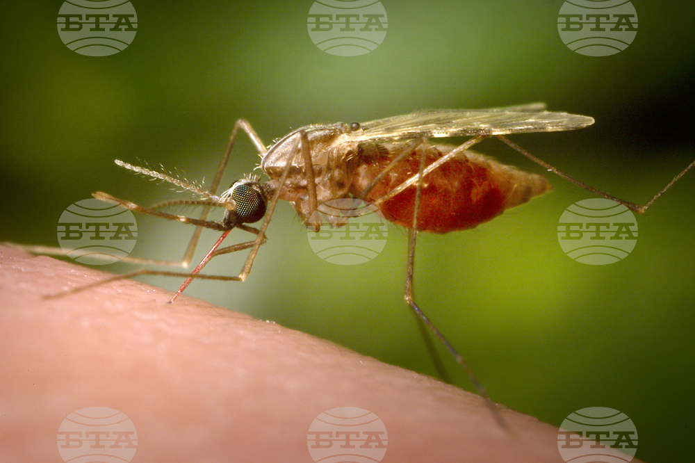 China Chikungunya