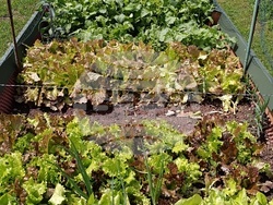 Румъния - Хърман - сашка къща - туризъм