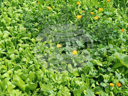 Румъния - Хърман - сашка къща - туризъм